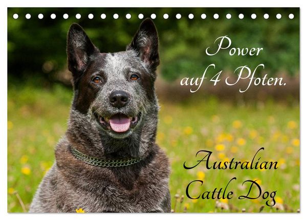 Produktbild: Power auf 4 Pfoten. Australian Cattle Dog (Tischkalender 2026 DIN A5 quer), CALVENDO Monatskalender