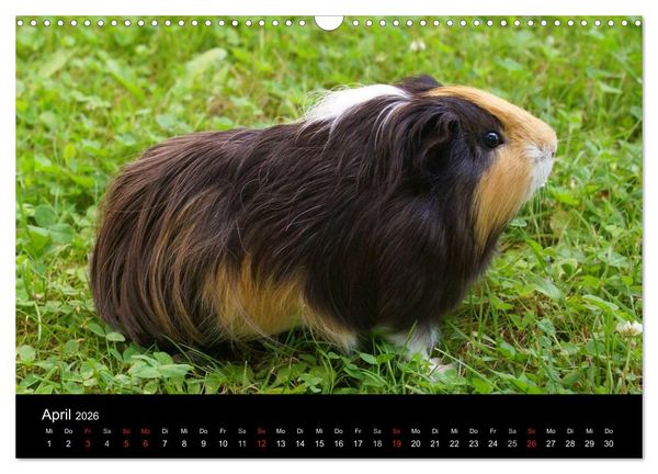 Produktbild: Meerschweinchen und Zwergkaninchen (Wandkalender 2026 DIN A3 quer), CALVENDO Monatskalender