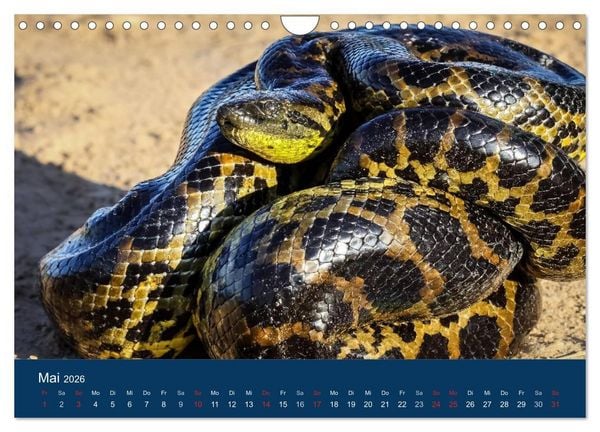 Produktbild: Brasilien tierisch gut 2026 (Wandkalender 2026 DIN A4 quer), CALVENDO Monatskalender