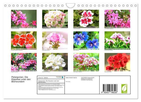 Produktbild: Pelargonien. Die Klassiker unter den Bl&uuml;hwundern (Wandkalender 2026 DIN A4 quer), CALVENDO Monatskalender