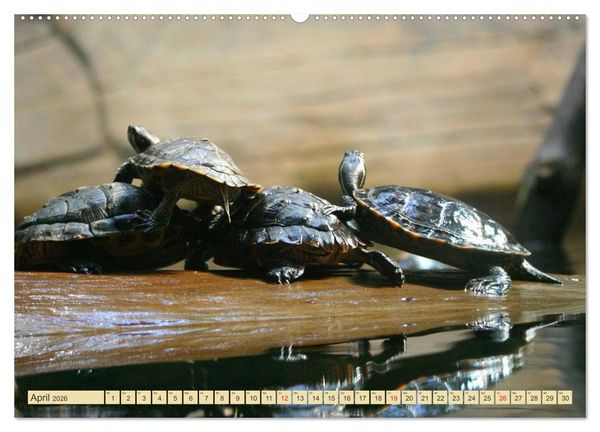 Produktbild: Schildkr&ouml;ten - Gepanzerte Urzeitwesen (hochwertiger Premium Wandkalender 2026 DIN A2 quer), Kunstdruck in Hochglanz