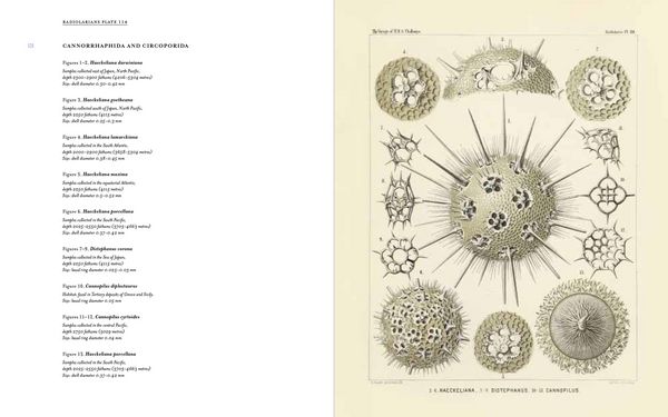 Produktbild: Art Forms from the Abyss