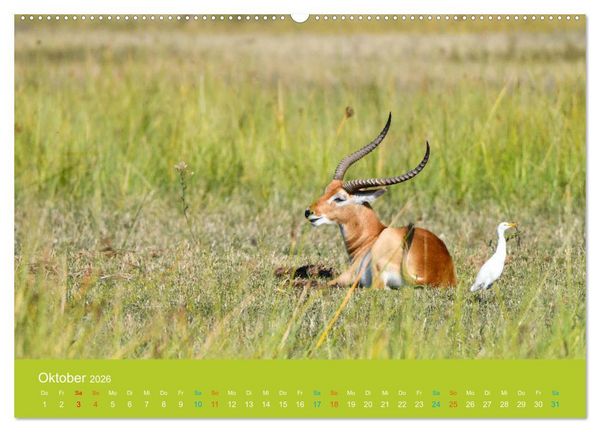 Produktbild: Antilopen, sch&ouml;n und schnell (hochwertiger Premium Wandkalender 2026 DIN A2 quer), Kunstdruck in Hochglanz