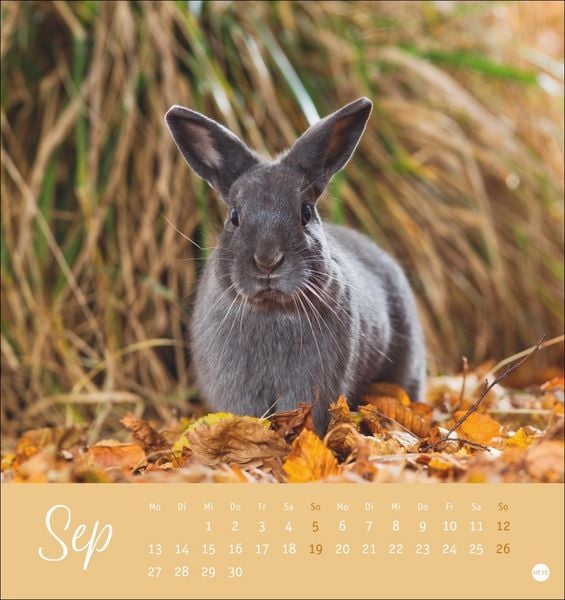 Produktbild: S&uuml;&szlig;e Kaninchen Postkartenkalender 2027