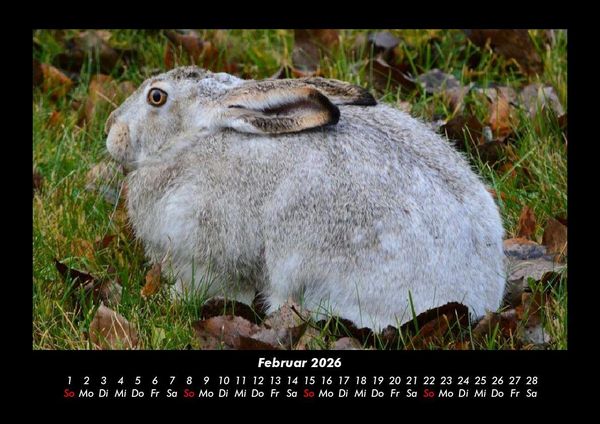 Produktbild: Haustierkalender 2026 Fotokalender DIN A3