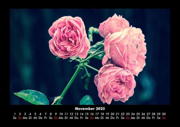 Produktbild: Rosen-Kalender 2025 Fotokalender DIN A3