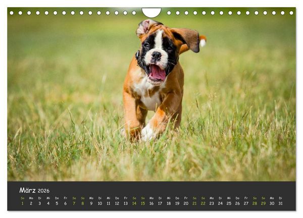 Produktbild: Wenn ich gro&szlig; bin werd' ich Boxer (Wandkalender 2026 DIN A4 quer), CALVENDO Monatskalender