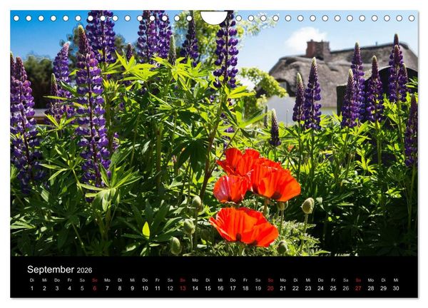 Produktbild: Amrumer Impressionen (Wandkalender 2026 DIN A4 quer), CALVENDO Monatskalender