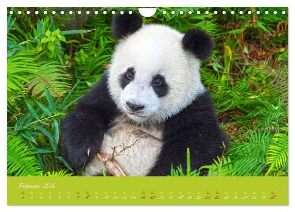 Produktbild: Der Gro&szlig;e Panda Ein kuscheliger Geselle (Wandkalender 2026 DIN A4 quer), CALVENDO Monatskalender