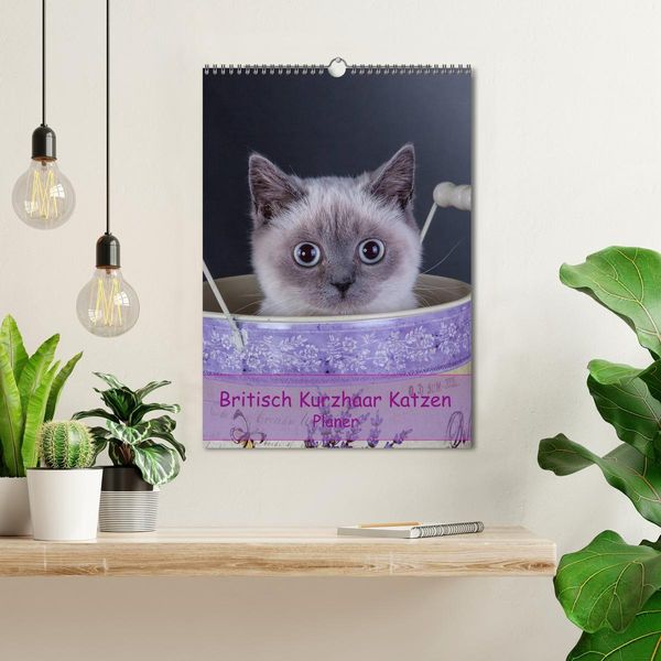 Produktbild: Britisch Kurzhaar Katzen - Planer (Wandkalender 2026 DIN A3 hoch), CALVENDO Monatskalender