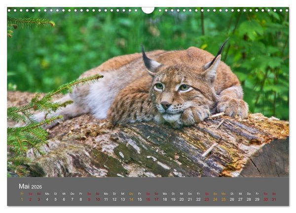 Produktbild: Der Luchs - Hochbeinig, Pinselohren, Backenbart (Wandkalender 2026 DIN A3 quer), CALVENDO Monatskalender