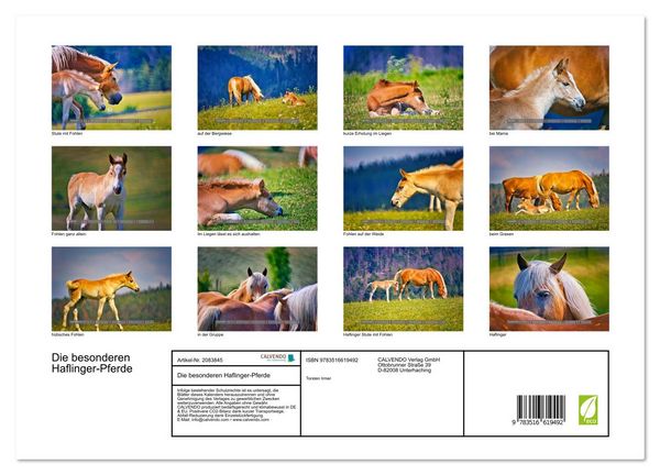 Produktbild: Die besonderen Haflinger-Pferde (Wandkalender 2026 DIN A3 quer), CALVENDO Monatskalender