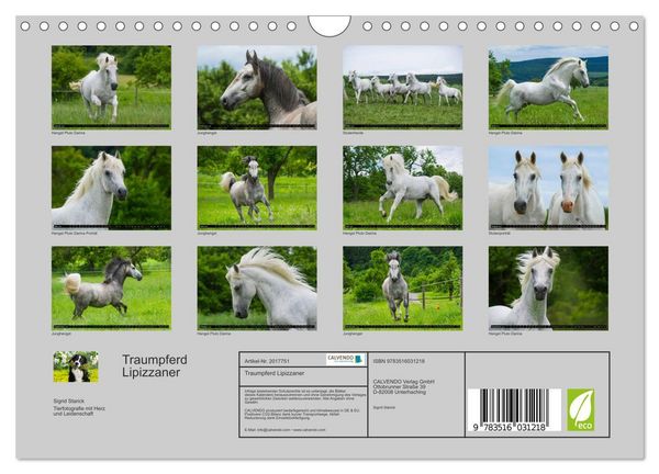 Produktbild: Traumpferd Lipizzaner (Wandkalender 2026 DIN A4 quer), CALVENDO Monatskalender