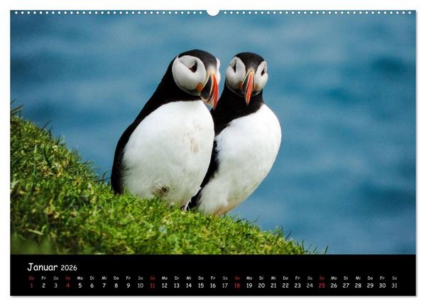 Produktbild: Die Papageientaucher von Mykines (Wandkalender 2026 DIN A2 quer), CALVENDO Monatskalender