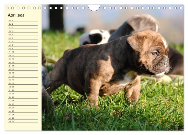 Produktbild: Bulldoggen-Moppelchen (Wandkalender 2026 DIN A4 quer), CALVENDO Monatskalender