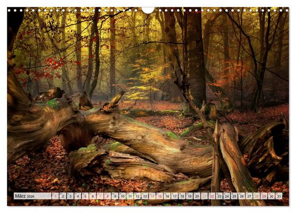 Produktbild: Wald - mystische Spazierg&auml;nge (Wandkalender 2026 DIN A3 quer), CALVENDO Monatskalender