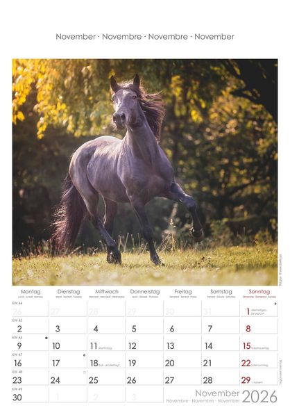 Pferde 2026 - Bildkalender 23,7x34 cm - Kalender mit Platz für Notizen - mit vielen Zusatzinformationen - Horses - Wandkalender - Alpha Edition