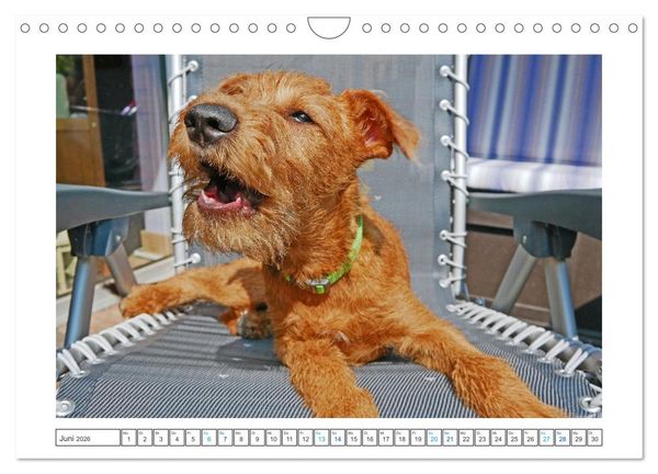 Produktbild: Chiara, ein junger Irish Terrier (Wandkalender 2026 DIN A4 quer), CALVENDO Monatskalender