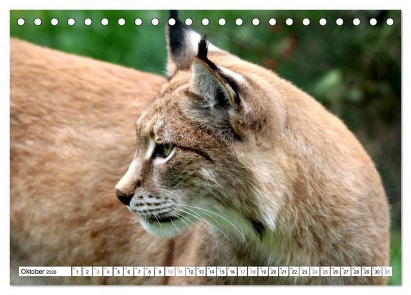 Produktbild: Der Luchs - Der J&auml;ger auf leisen Pfoten (Tischkalender 2026 DIN A5 quer), CALVENDO Monatskalender