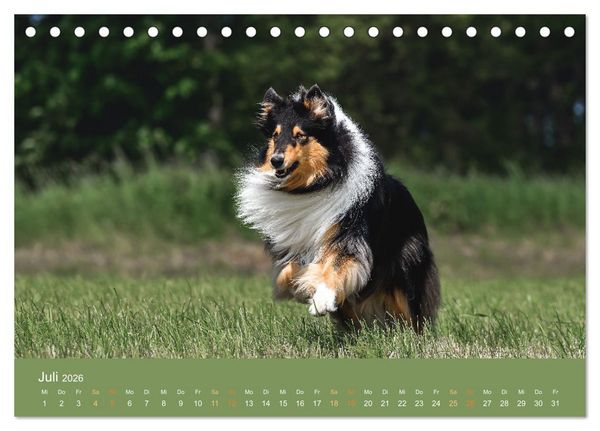 Produktbild: Fantastische Collies - Sieger der Herzen (Tischkalender 2026 DIN A5 quer), CALVENDO Monatskalender