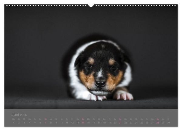 Produktbild: Collie Welpen einfach zuckers&uuml;&szlig; (hochwertiger Premium Wandkalender 2026 DIN A2 quer), Kunstdruck in Hochglanz