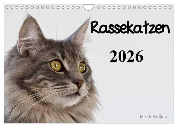 Rassekatzen 2026 (Wandkalender 2026 DIN A4 quer), CALVENDO Monatskalender