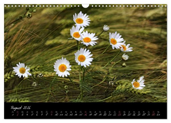 Produktbild: Zeit der Natur - Ein Augenblick zur Ewigkeit (Wandkalender 2026 DIN A3 quer), CALVENDO Monatskalender