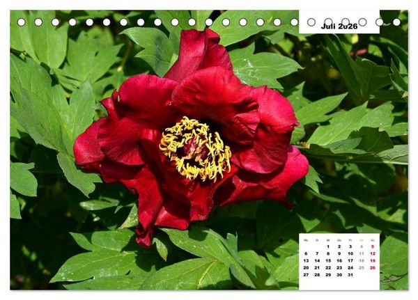 Produktbild: Zauber der P&auml;onien-Bl&uuml;te (Tischkalender 2026 DIN A5 quer), CALVENDO Monatskalender