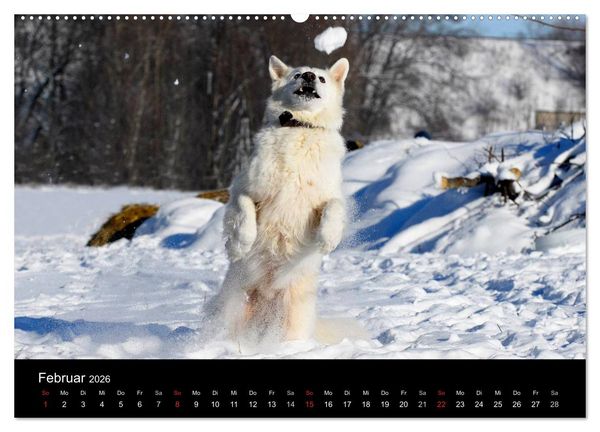 Produktbild: Wei&szlig;er Schweizer Sch&auml;ferhund (hochwertiger Premium Wandkalender 2026 DIN A2 quer), Kunstdruck in Hochglanz