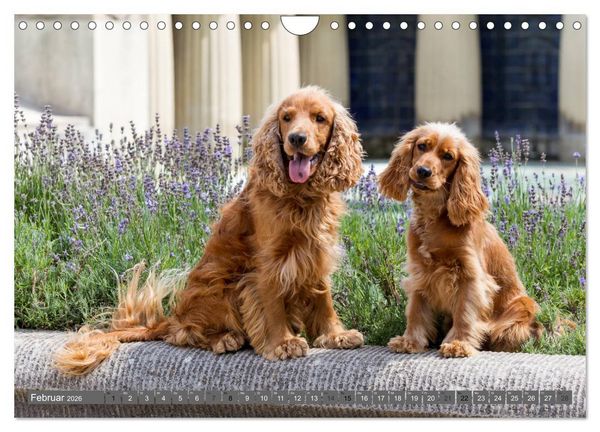 Produktbild: English Cocker Spaniels - Ein Spaziergang im Park (Wandkalender 2026 DIN A4 quer), CALVENDO Monatskalender