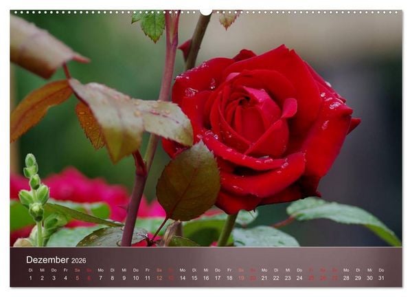 Produktbild: Zarte Sch&ouml;nheiten - Rosen (Wandkalender 2026 DIN A2 quer), CALVENDO Monatskalender