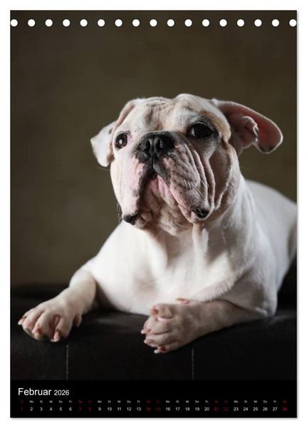 Produktbild: Bullys mit Charme - Franz&ouml;sische Bulldoggen im Portrait (Tischkalender 2026 DIN A5 hoch), CALVENDO Monatskalender