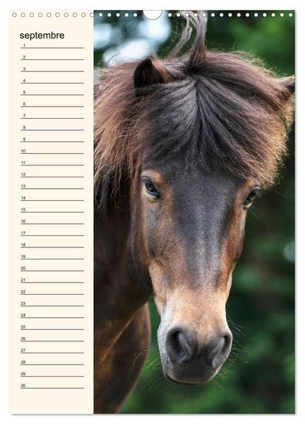 Produktbild: Cheval islandais - Calendrier anniversaire (Calendrier mural 2026 DIN A3 horizontal), CALVENDO calendrier mensuel
