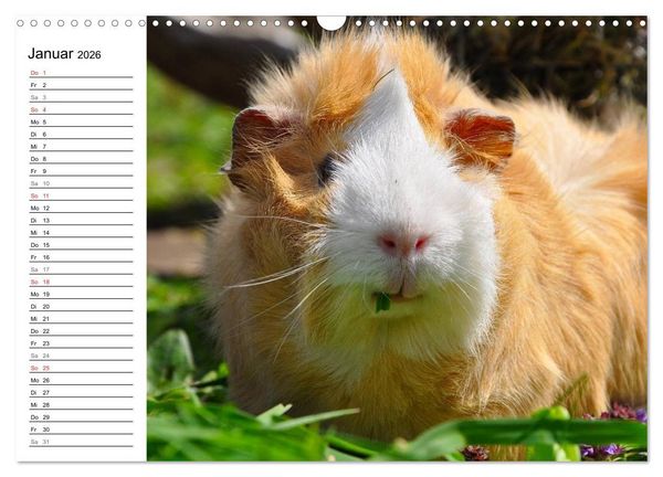 Produktbild: Meerschweinchen Niedliche Herzensbrecher (Wandkalender 2026 DIN A3 quer), CALVENDO Monatskalender