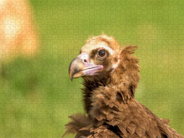 Produktbild: CALVENDO Puzzle M&ouml;nchsgeier im Portr&auml;t | 1000 Teile Lege-Gr&ouml;&szlig;e 64x48cm Foto-Puzzle f&uuml;r gl&uuml;ckliche Stunden