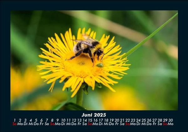 Produktbild: Bienen 2025 Fotokalender DIN A5