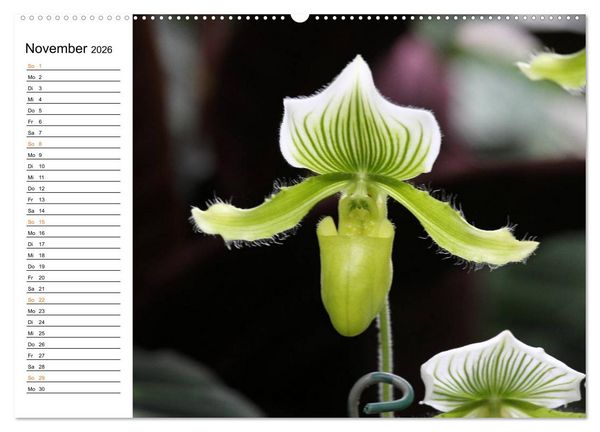 Produktbild: Prachtvolle Orchideen (hochwertiger Premium Wandkalender 2026 DIN A2 quer), Kunstdruck in Hochglanz