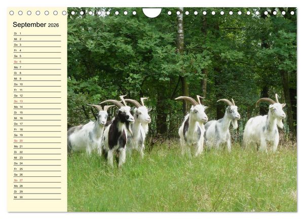 Produktbild: Ziegen. Lustige Ausbruchsk&uuml;nstler (Wandkalender 2026 DIN A4 quer), CALVENDO Monatskalender