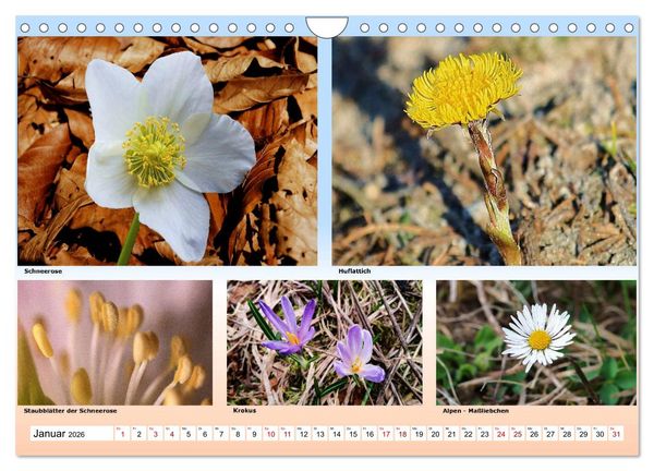 Produktbild: Alpiner Bl&uuml;tenzauber (Wandkalender 2026 DIN A4 quer), CALVENDO Monatskalender