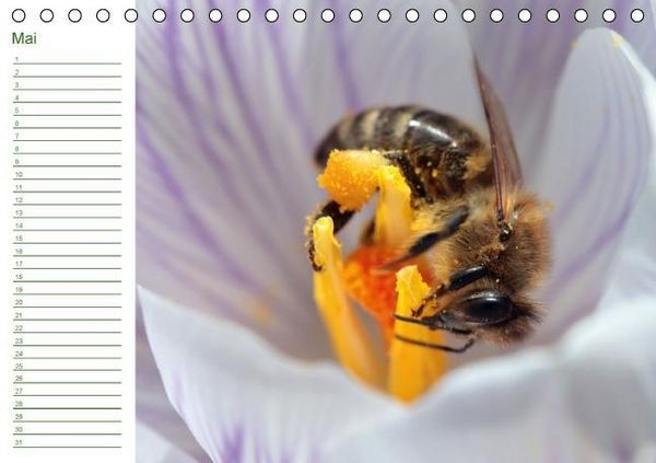 Produktbild: Bienen - Emsige Helfer (Tischkalender immerw&auml;hrend DIN A5 quer)