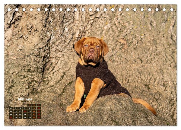 Produktbild: Eine kleine Bordeauxdogge entdeckt die Welt (Tischkalender 2026 DIN A5 quer), CALVENDO Monatskalender