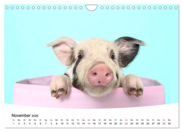 Produktbild: Niedliche Ferkel lovely piglets 2026 (Wandkalender 2026 DIN A4 quer), CALVENDO Monatskalender