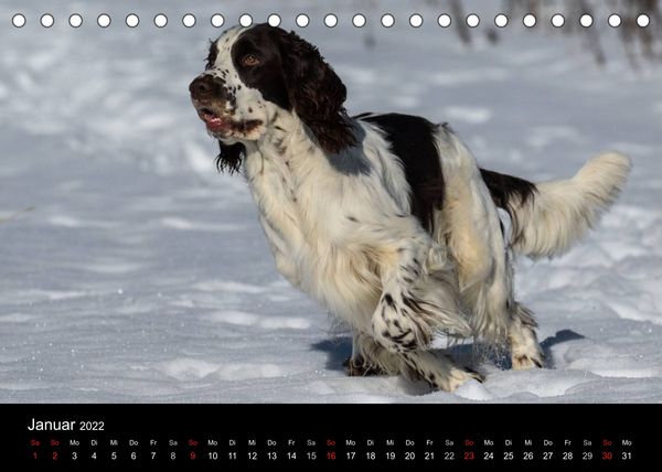 Produktbild: Rasse ist Klasse (Tischkalender 2022 DIN A5 quer)