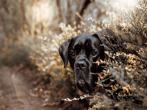 Produktbild: CALVENDO Puzzle Cane Corso | 1000 Teile Lege-Gr&ouml;&szlig;e 64x48cm Foto-Puzzle f&uuml;r gl&uuml;ckliche Stunden