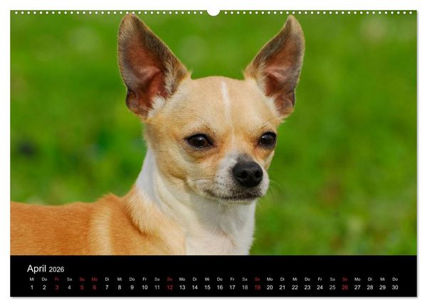 Produktbild: Chihuahua - Kleine Hunde ganz gro&szlig; (hochwertiger Premium Wandkalender 2026 DIN A2 quer), Kunstdruck in Hochglanz