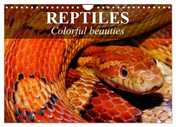 Produktbild: Reptiles Colorful beauties (Wall Calendar 2026 DIN A4 landscape), CALVENDO 12 Month Wall Calendar