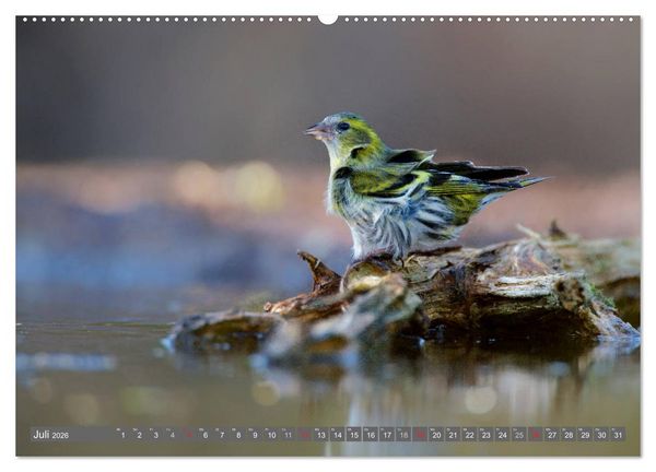 Produktbild: INNE BOTANIK - V&ouml;gel im Ruhrpott (hochwertiger Premium Wandkalender 2026 DIN A2 quer), Kunstdruck in Hochglanz