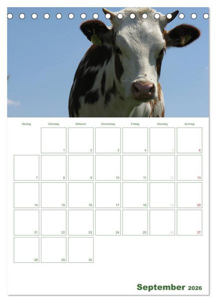 Produktbild: Kuhle K&uuml;he 2026 (Tischkalender 2026 DIN A5 hoch), CALVENDO Monatskalender