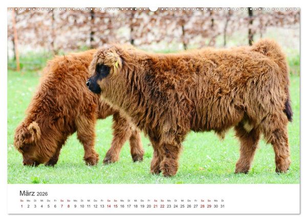 Produktbild: K&auml;lber - Kleine Herzensbrecher auf den Wiesen (Wandkalender 2026 DIN A2 quer), CALVENDO Monatskalender