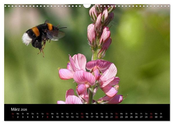 Produktbild: Hummelflug (Wandkalender 2026 DIN A3 quer), CALVENDO Monatskalender